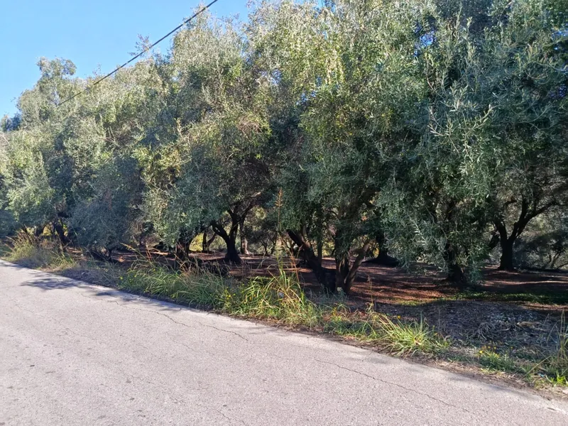 Olive Grove Plot with Mountain Views in Dafni, North Corfu (RR7513)