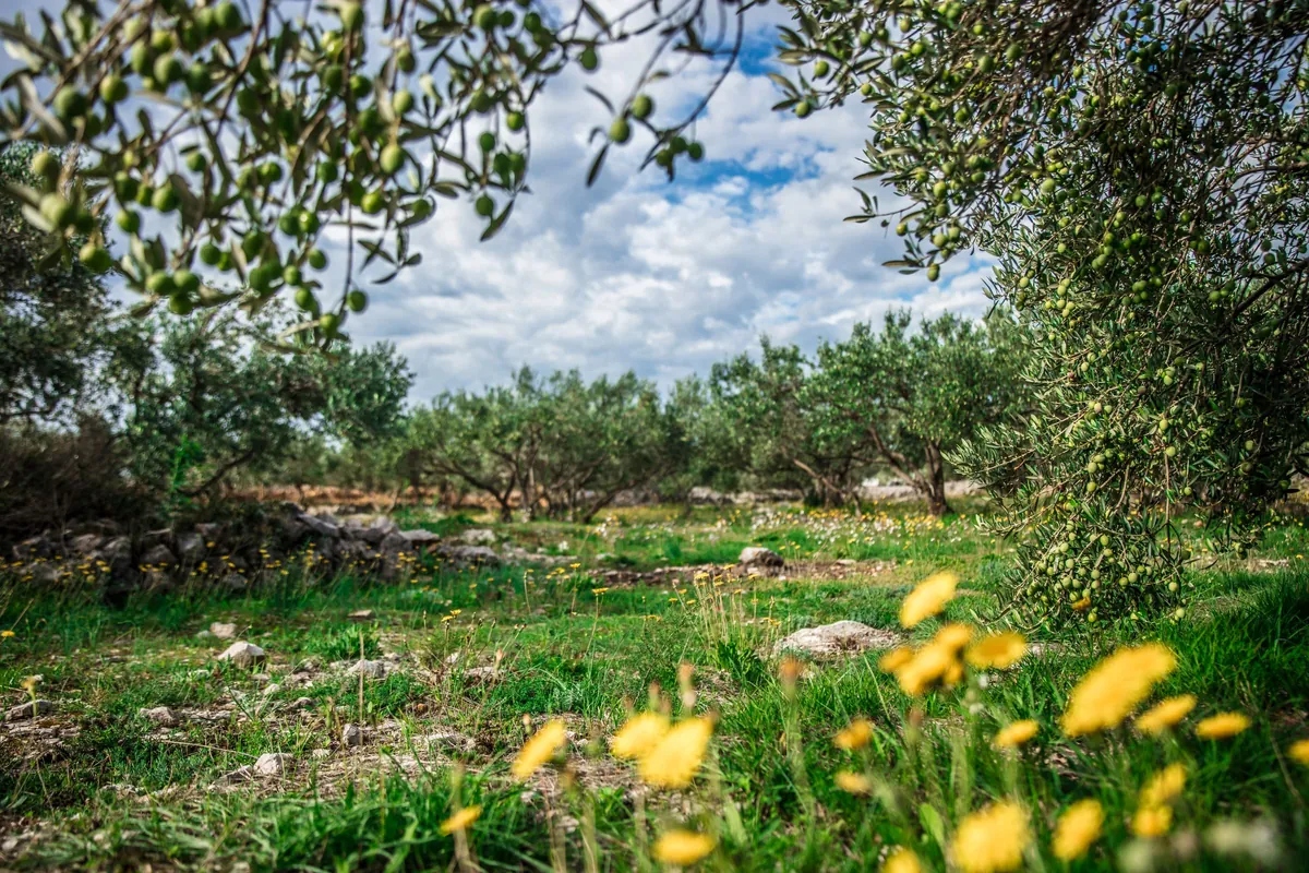 Rows of olive trees under a blue sky with clouds