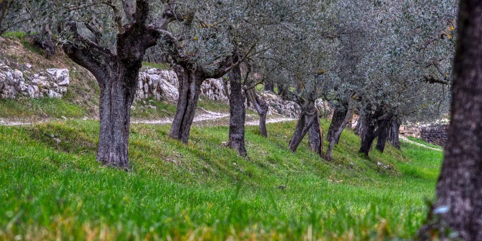 Olive grove with green grass and old dry-stone walls
